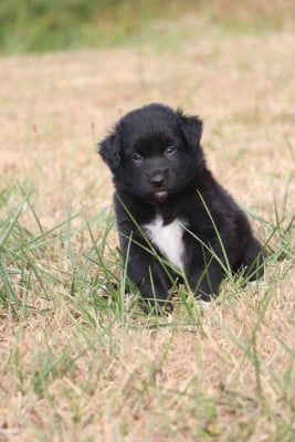 Chiot N°7 - Berger Australien