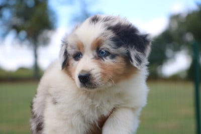 Les chiots de Berger Australien
