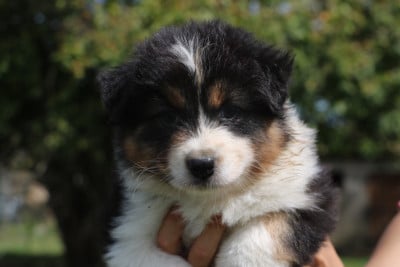 Les chiots de Berger Australien