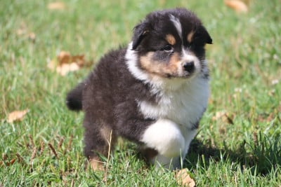 Les chiots de Berger Australien
