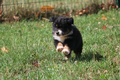 Les chiots de Berger Australien