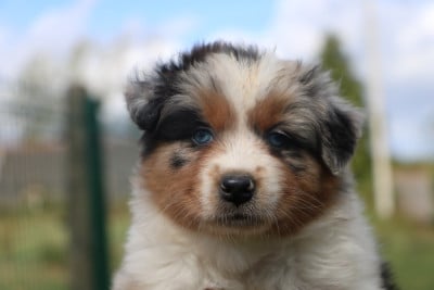 Les chiots de Berger Australien