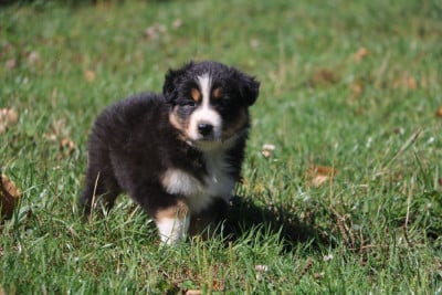 Les chiots de Berger Australien