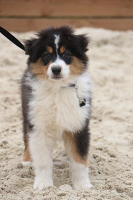 Les chiots de Berger Australien