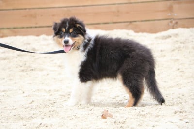 Les chiots de Berger Australien