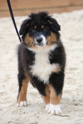 Les chiots de Berger Australien