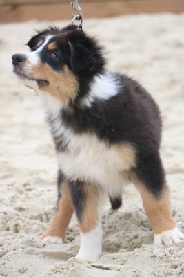 Les chiots de Berger Australien