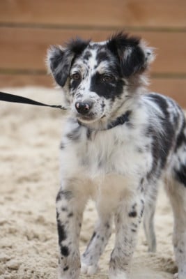 Les chiots de Berger Australien