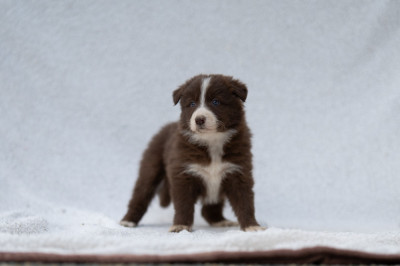 Les chiots de Border Collie