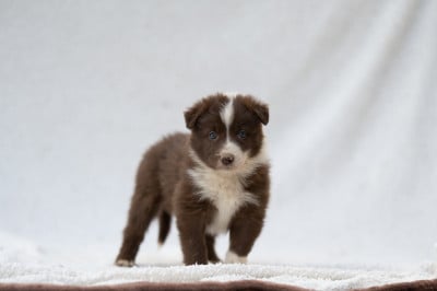 Les chiots de Border Collie