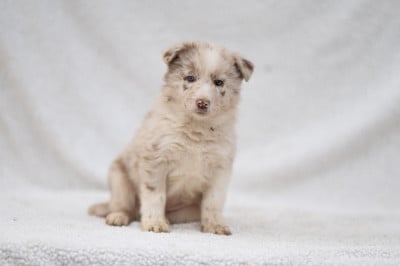 Les chiots de Border Collie