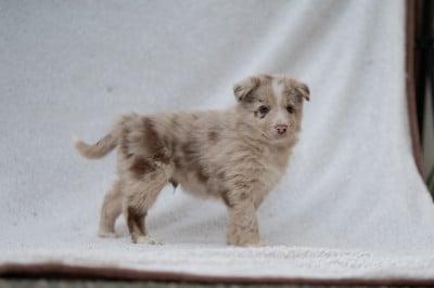 Les chiots de Border Collie