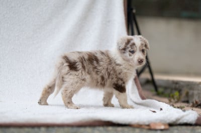 Les chiots de Border Collie