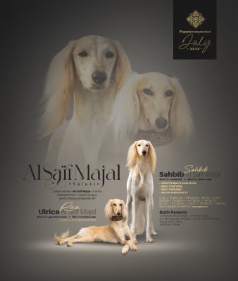 Al Saïf Majal