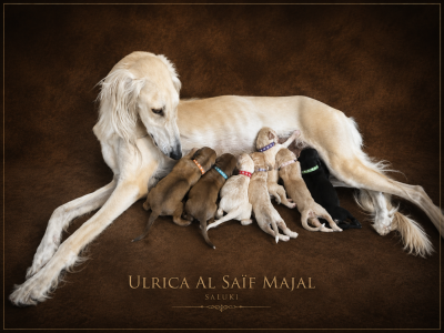 Les chiots de Saluki