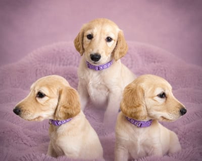 Les chiots de Saluki
