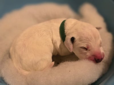 Les chiots de Dalmatien