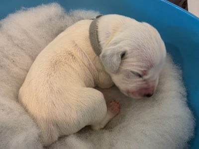 Les chiots de Dalmatien