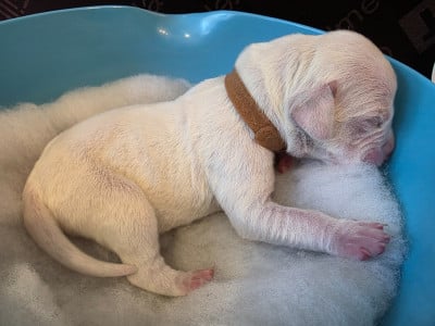 Les chiots de Dalmatien