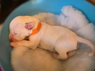 Les chiots de Dalmatien