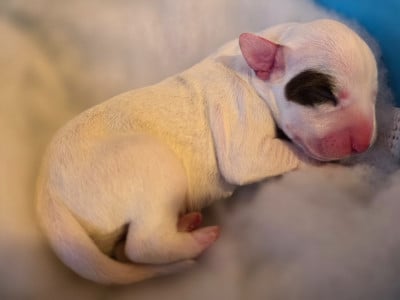 Les chiots de Dalmatien