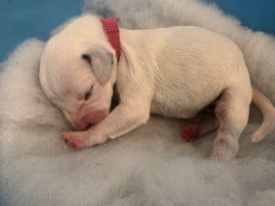 Les chiots de Dalmatien