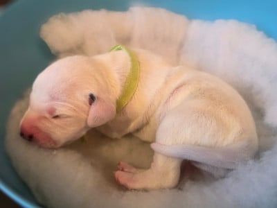 Les chiots de Dalmatien