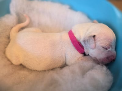 Les chiots de Dalmatien