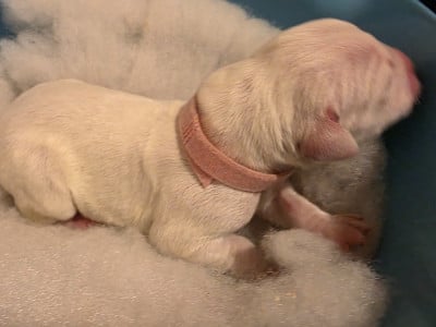 Les chiots de Dalmatien