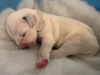 Les chiots de Dalmatien