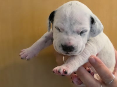 Les chiots de Dalmatien