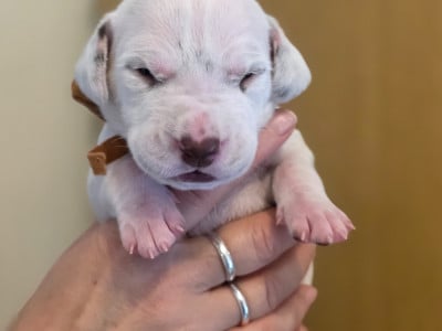 Les chiots de Dalmatien
