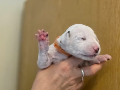 Les chiots de Dalmatien