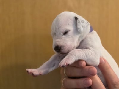 Les chiots de Dalmatien