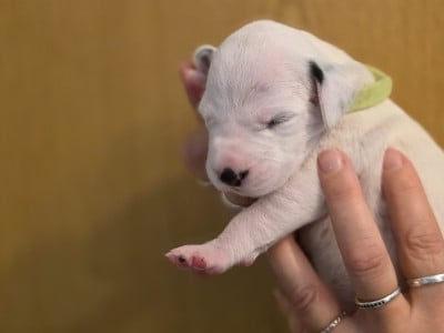 Les chiots de Dalmatien