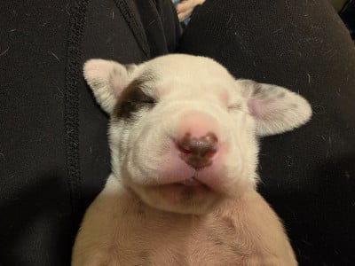 Les chiots de Dalmatien