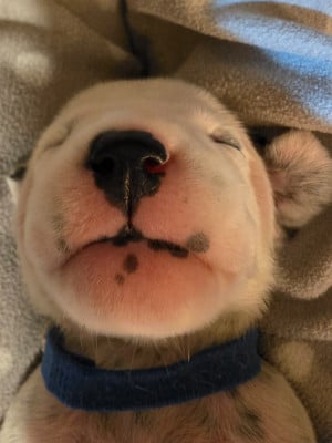 Les chiots de Dalmatien