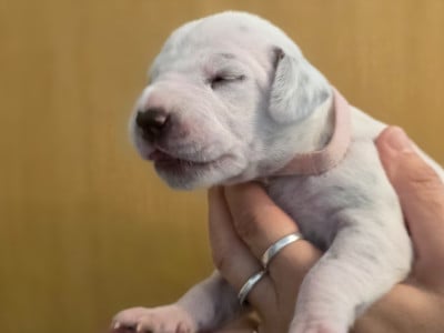 Les chiots de Dalmatien