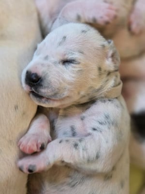 Les chiots de Dalmatien