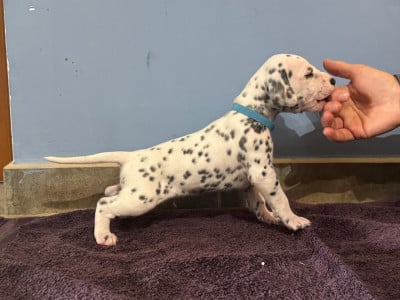 Les chiots de Dalmatien
