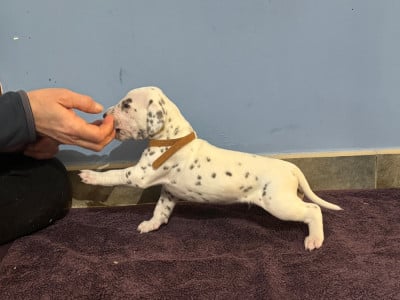 Les chiots de Dalmatien