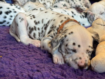 Les chiots de Dalmatien