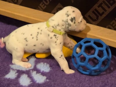 Les chiots de Dalmatien