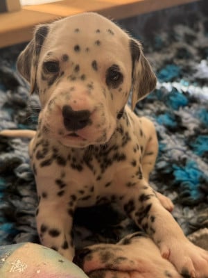 Les chiots de Dalmatien
