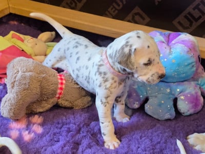 Les chiots de Dalmatien
