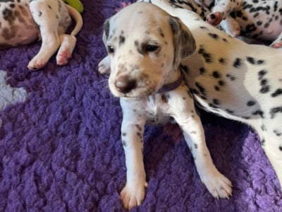Les chiots de Dalmatien