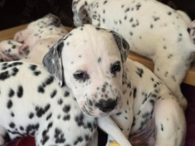 Les chiots de Dalmatien