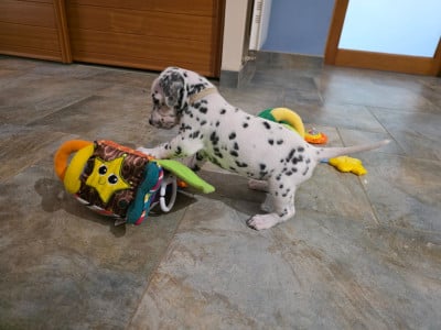 Les chiots de Dalmatien