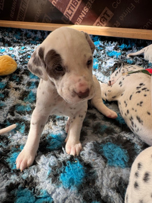 Les chiots de Dalmatien