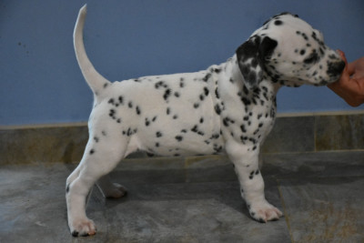 Les chiots de Dalmatien